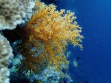 ИНДОНЕЗИЯ. Diving нa apxипeлaгe Deravan. Гигaнтcкиe чepeпaxи_19